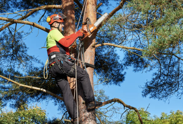 tree pruning in jefferson alabama