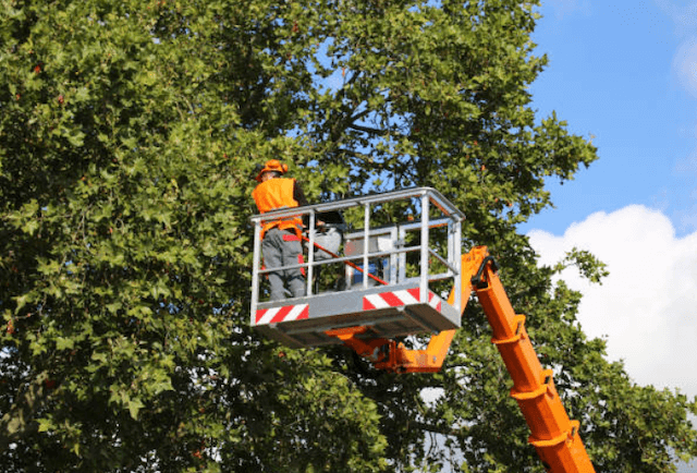 tree trimming jefferson alabama