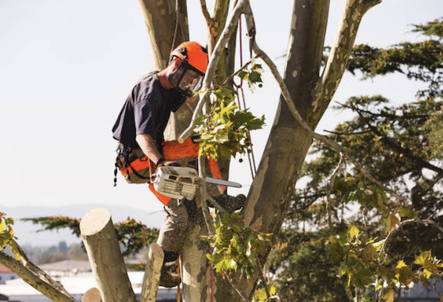 tree removal technician on tree