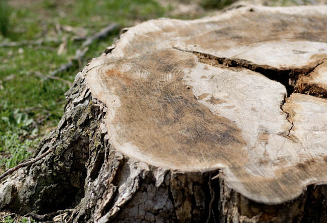 tree stump in ground