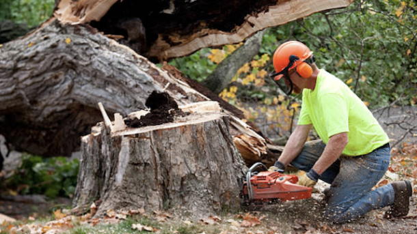 service tech cutting down tree